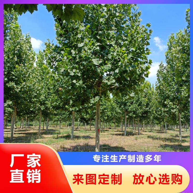 法桐_原生冠法桐大量现货供应