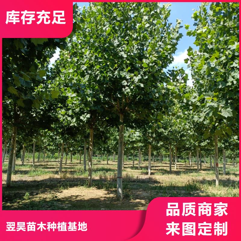 法桐金叶槐匠心工艺