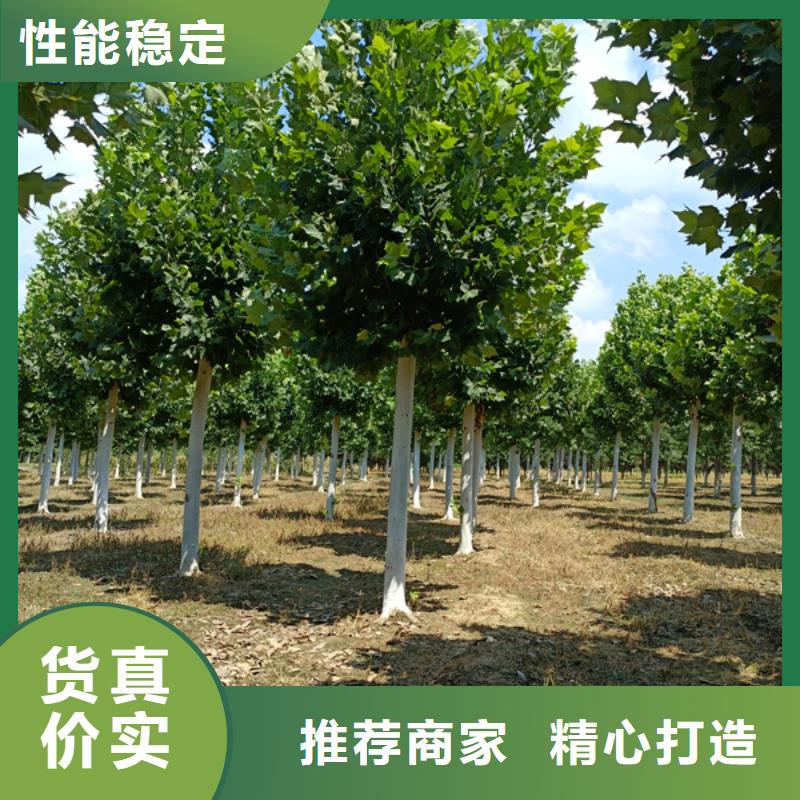 法桐_五角枫供应商