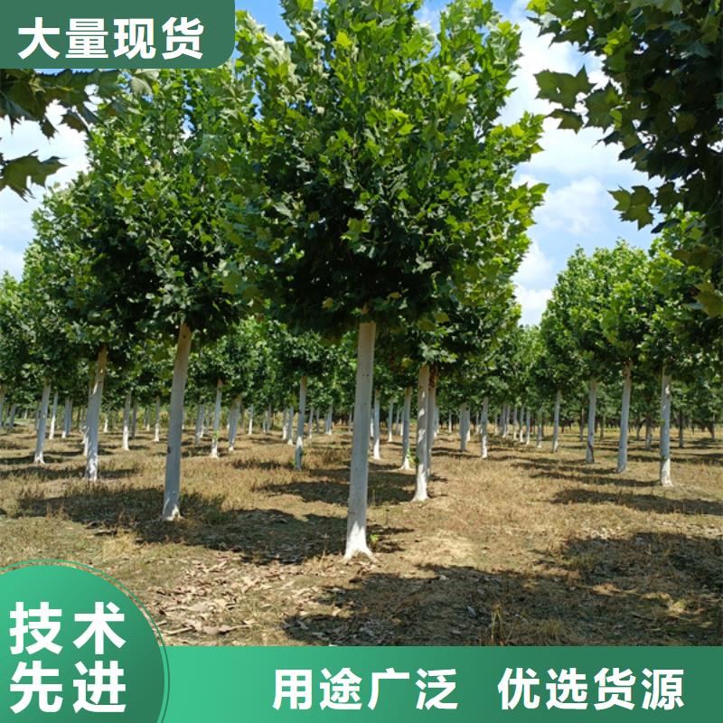 18公分法桐价格欢迎电询法桐