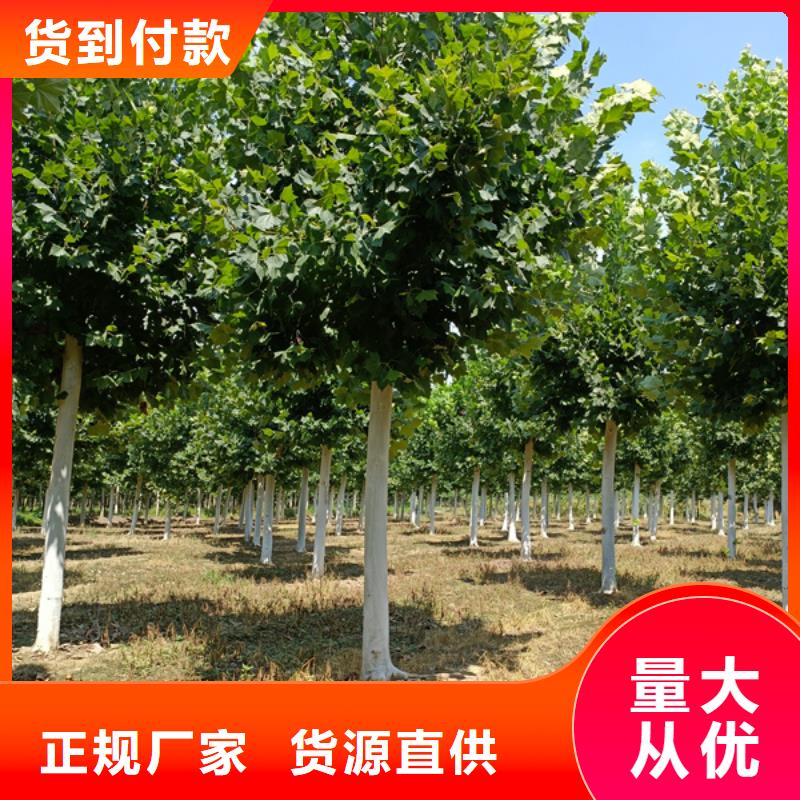 法桐-美国红枫实力厂家直销