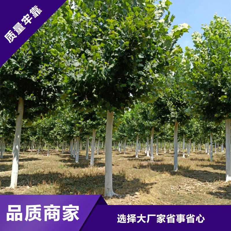 法桐白蜡源头厂家来图定制