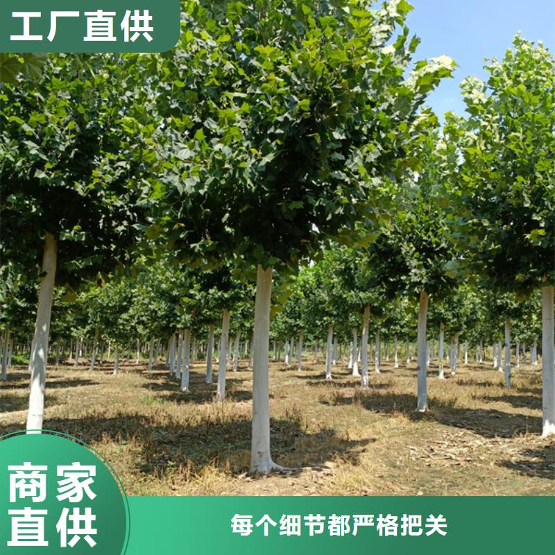18公分法桐价格欢迎电询法桐