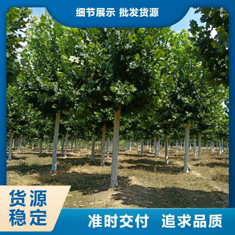 黄金槐视频-黄金槐(翌昊)覆盖地域四川省巴中市巴州|平昌|广元|眉山|德阳|甘孜|南充|绵阳