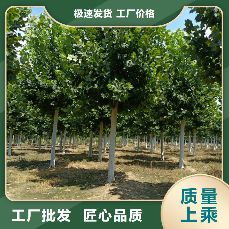 法桐 国槐今年新款