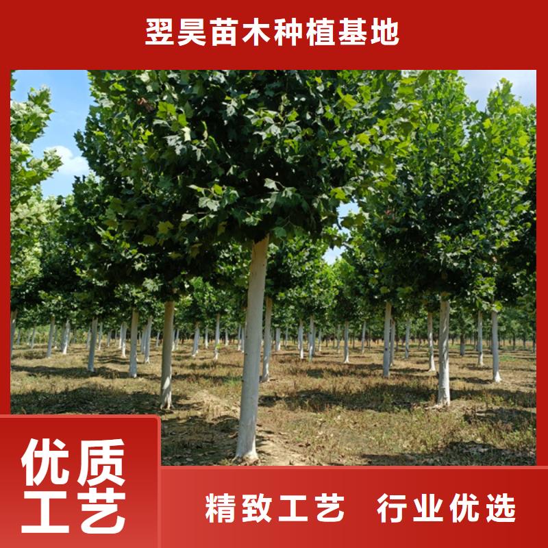 法桐 截杆发帽质量检测