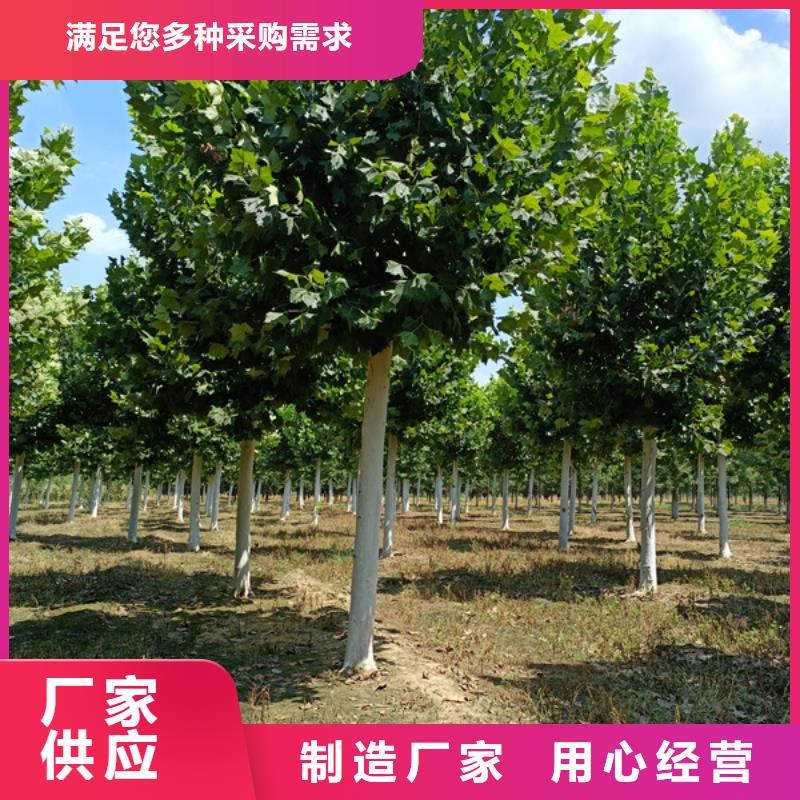 法桐美国红枫热销产品