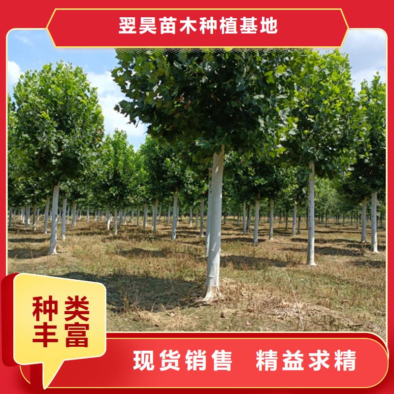 法桐 黄金槐匠心打造