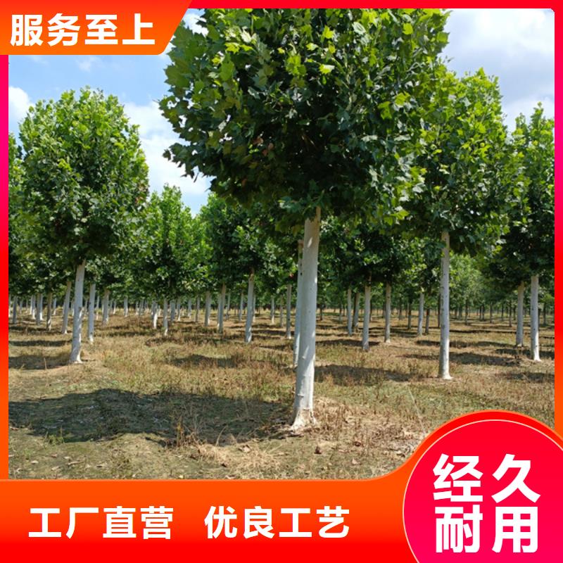 黄金槐-视频-盐边|米易|雅安|资阳|甘孜|成都|宜宾|德阳|眉山黄金槐您想要的我们都有-翌昊苗木种植基地(攀枝花市分公司)