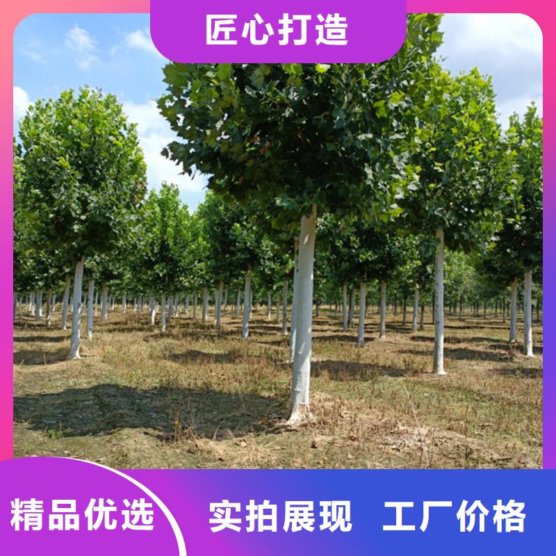 法桐金叶复叶槭来图定制