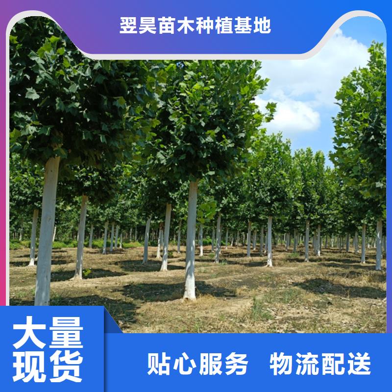 黄金槐-视频-盐边|米易|雅安|资阳|甘孜|成都|宜宾|德阳|眉山黄金槐您想要的我们都有-翌昊苗木种植基地(攀枝花市分公司)