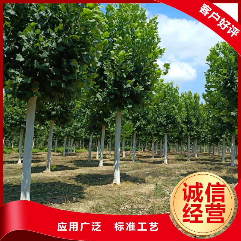 法桐金叶槐匠心工艺