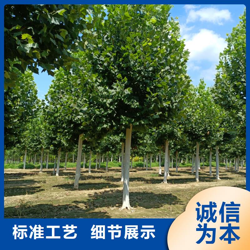 法桐国槐源头厂家