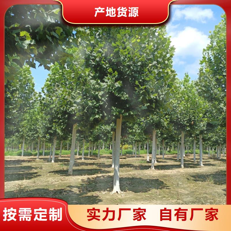 法桐美国红枫详细参数