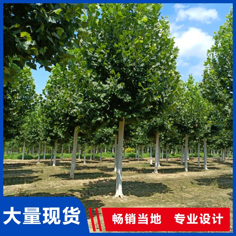 黄金槐视频-广西省河池市|天峨|南丹|贺州|梧州|北海|崇左|贵港|柳州黄金槐-翌昊