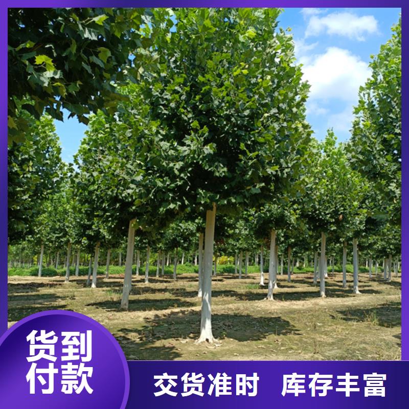 法桐国槐供应商