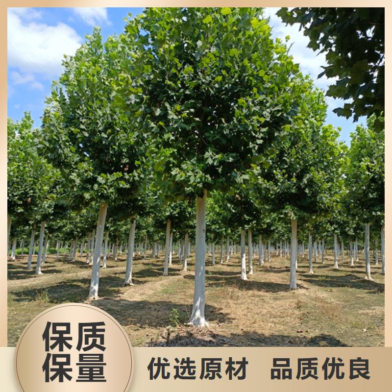 黄金槐-视频-盐边|米易|雅安|资阳|甘孜|成都|宜宾|德阳|眉山黄金槐您想要的我们都有-翌昊苗木种植基地(攀枝花市分公司)