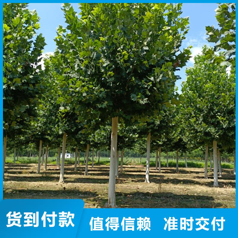 法桐金叶复叶槭支持加工定制