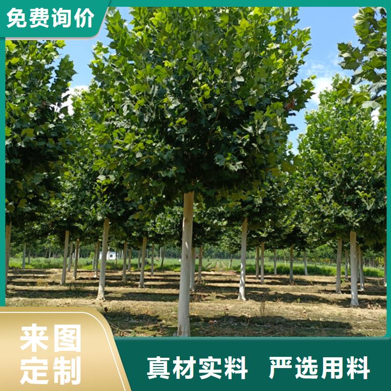 法桐黄金槐48小时发货