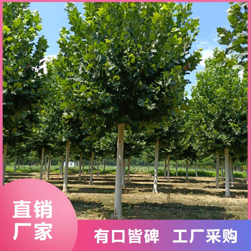 法桐,金叶槐工厂现货供应