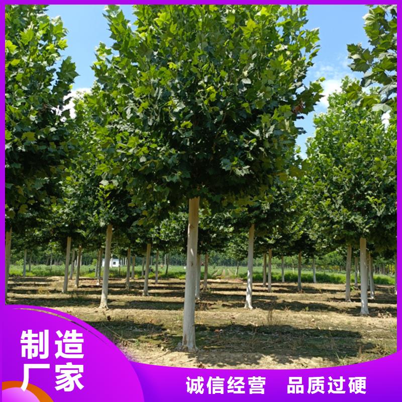 法桐_原生冠法桐大量现货供应