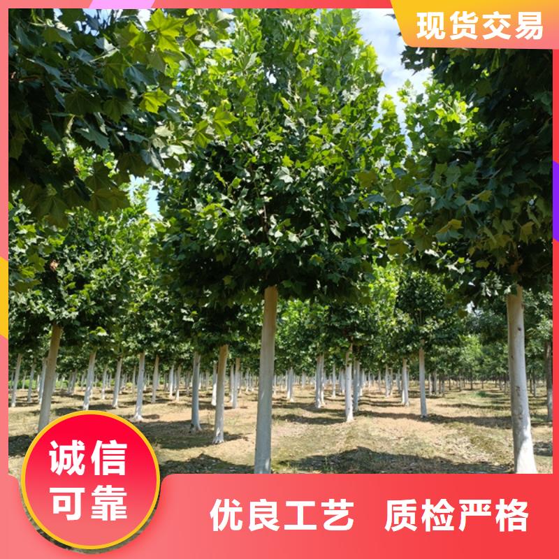 法桐价格质量放心法桐