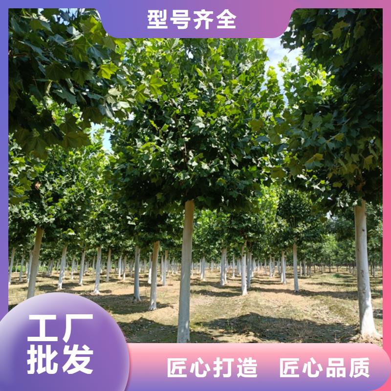 法桐,樱花当地厂家值得信赖
