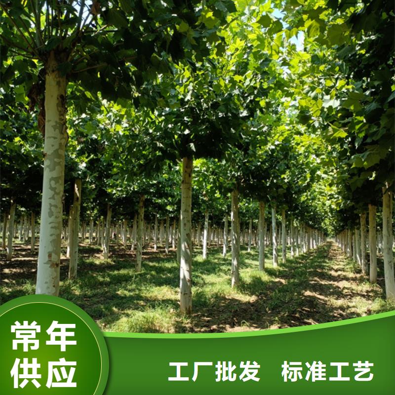 法桐价格种植基地法桐