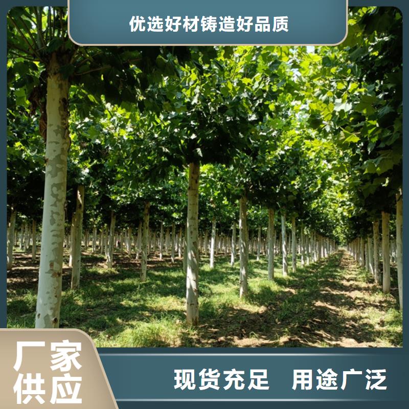 法桐黄金槐源厂定制