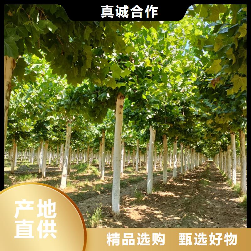 法桐国槐供应商