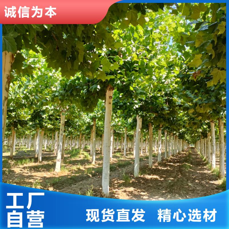 法桐 金叶白蜡加工定制