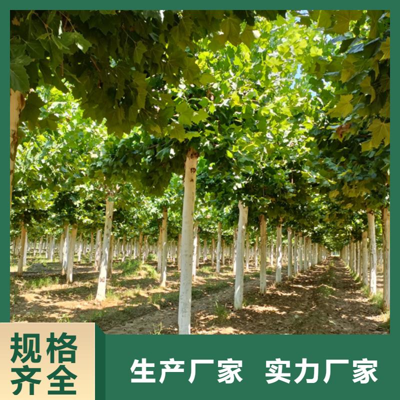 造型法桐放心选择法桐