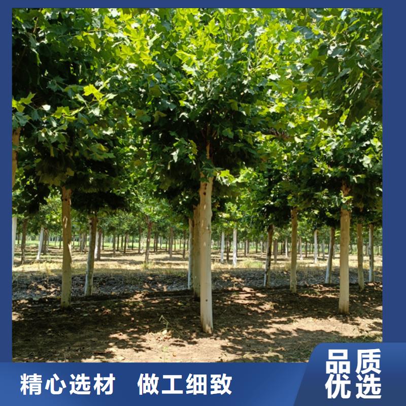 法桐树种植基地法桐