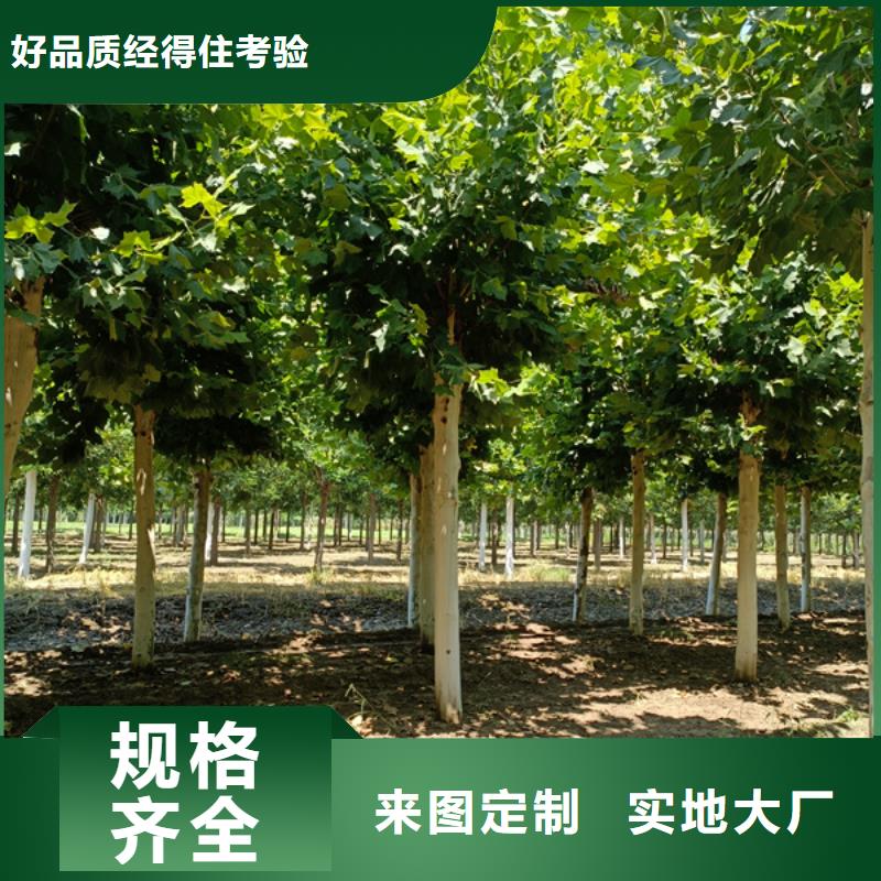 黄金槐视频-广西省河池市|天峨|南丹|贺州|梧州|北海|崇左|贵港|柳州黄金槐-翌昊