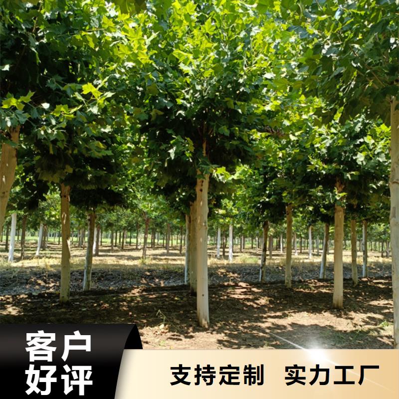 黄金槐-视频-盐边|米易|雅安|资阳|甘孜|成都|宜宾|德阳|眉山黄金槐您想要的我们都有-翌昊苗木种植基地(攀枝花市分公司)