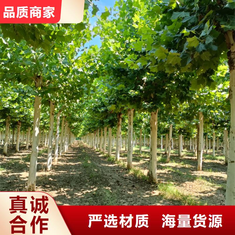 法桐金叶槐品类齐全