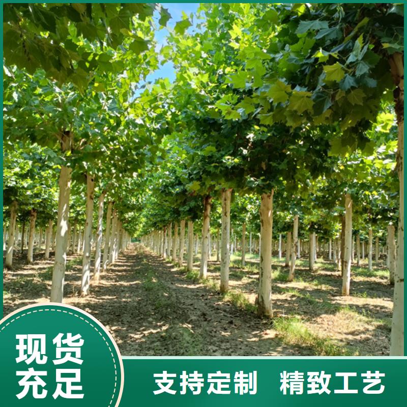 黄金槐-视频-盐边|米易|雅安|资阳|甘孜|成都|宜宾|德阳|眉山黄金槐您想要的我们都有-翌昊苗木种植基地(攀枝花市分公司)