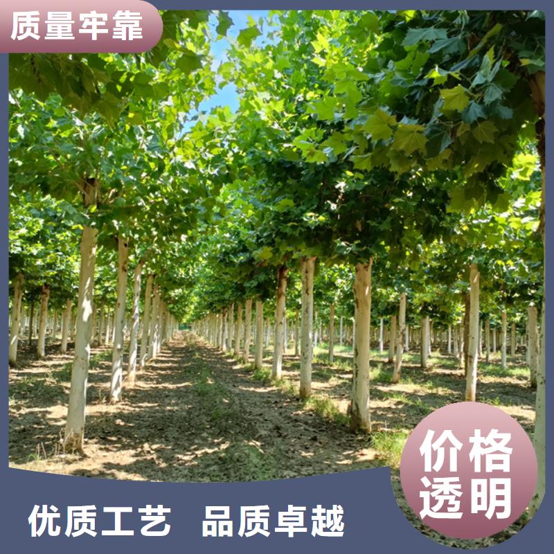 法桐白蜡省心又省钱