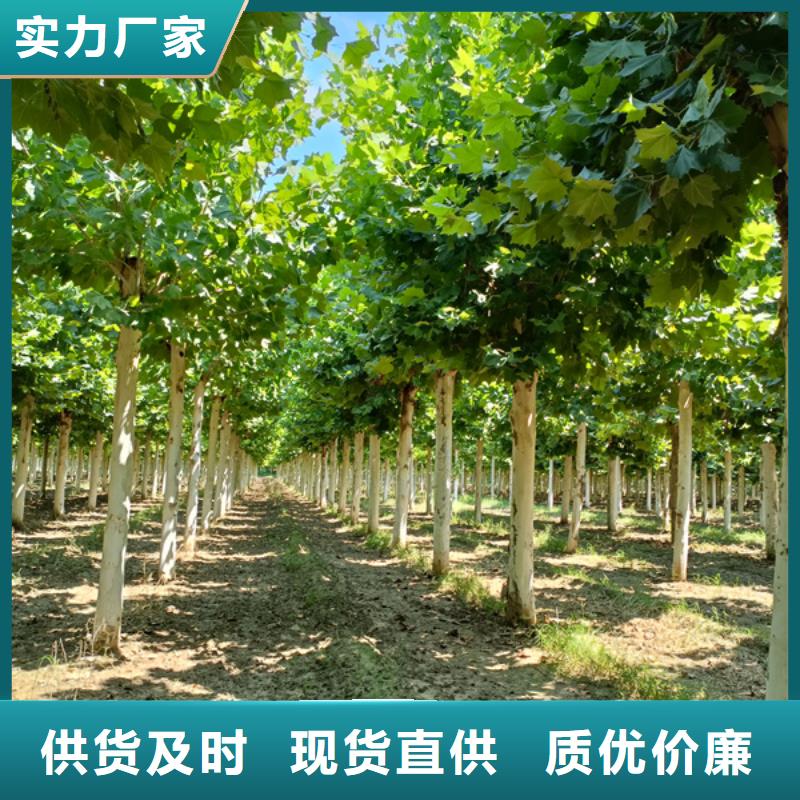 法桐以质量求生存