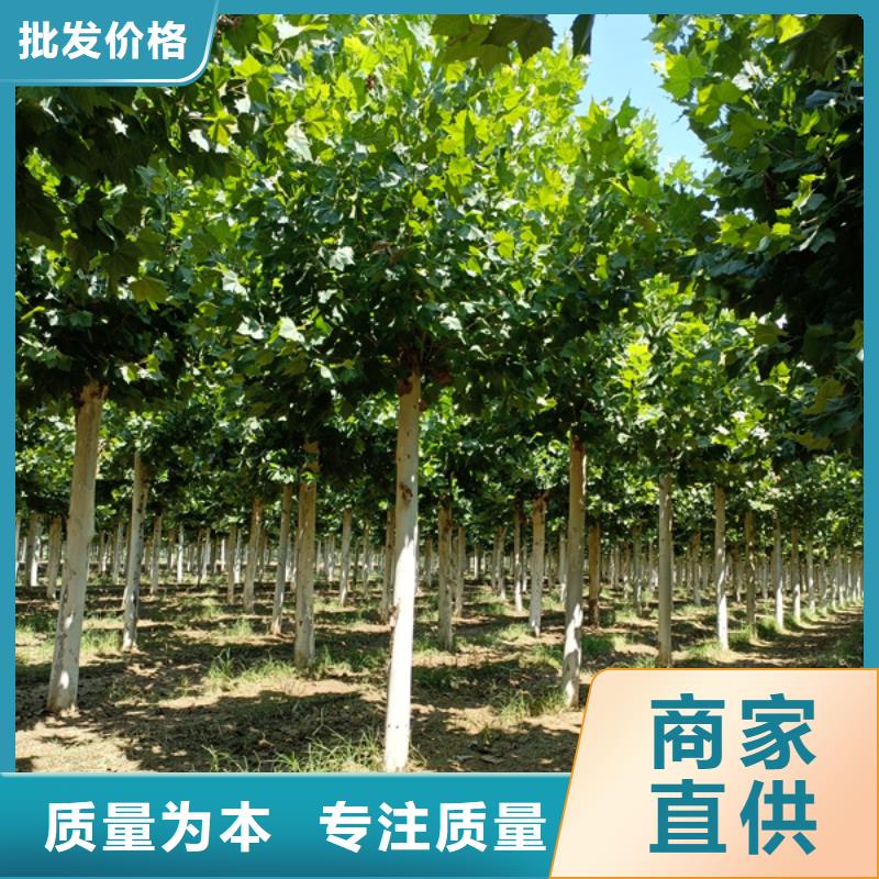 法桐秋紫白蜡就近发货