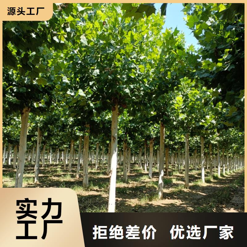 法桐五角枫产品优良