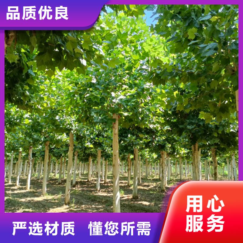 黄金槐-视频-盐边|米易|雅安|资阳|甘孜|成都|宜宾|德阳|眉山黄金槐您想要的我们都有-翌昊苗木种植基地(攀枝花市分公司)