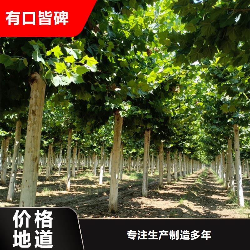 法桐 黄金槐有口皆碑