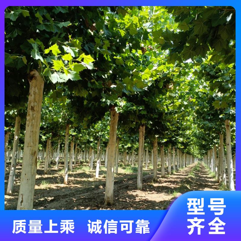 法桐价格质量放心法桐