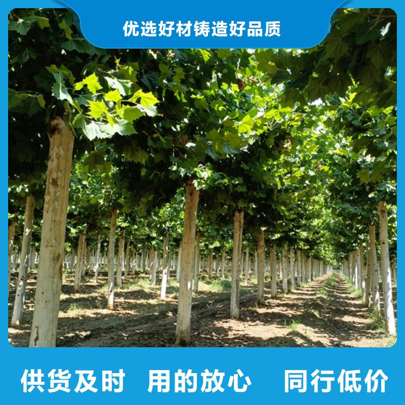 法桐美国红枫热销产品