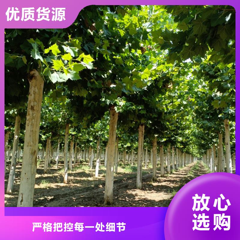 法桐,国槐客户信赖的厂家