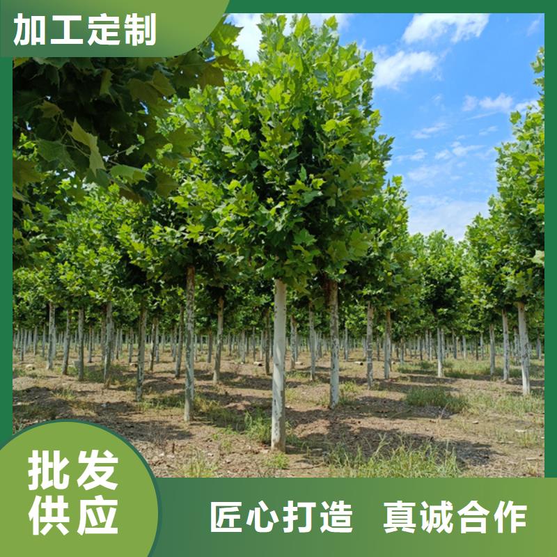  法桐以质量求生存