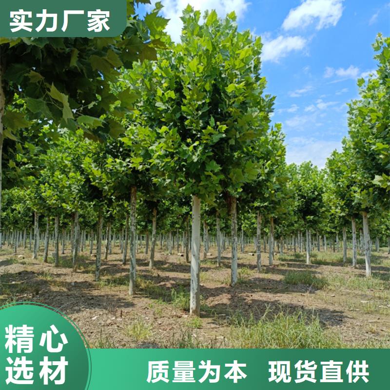 【法桐厂家直接面向客户】
