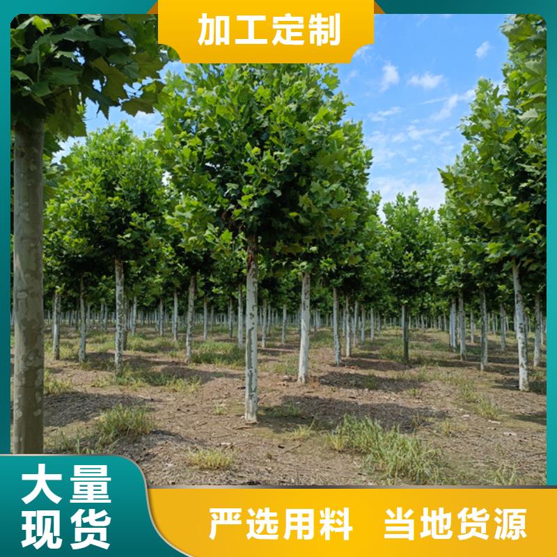 造型法桐放心选择法桐