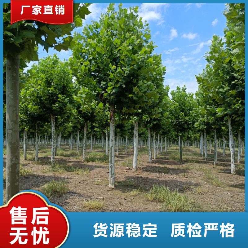 黄金槐视频-广西省河池市|天峨|南丹|贺州|梧州|北海|崇左|贵港|柳州黄金槐-翌昊
